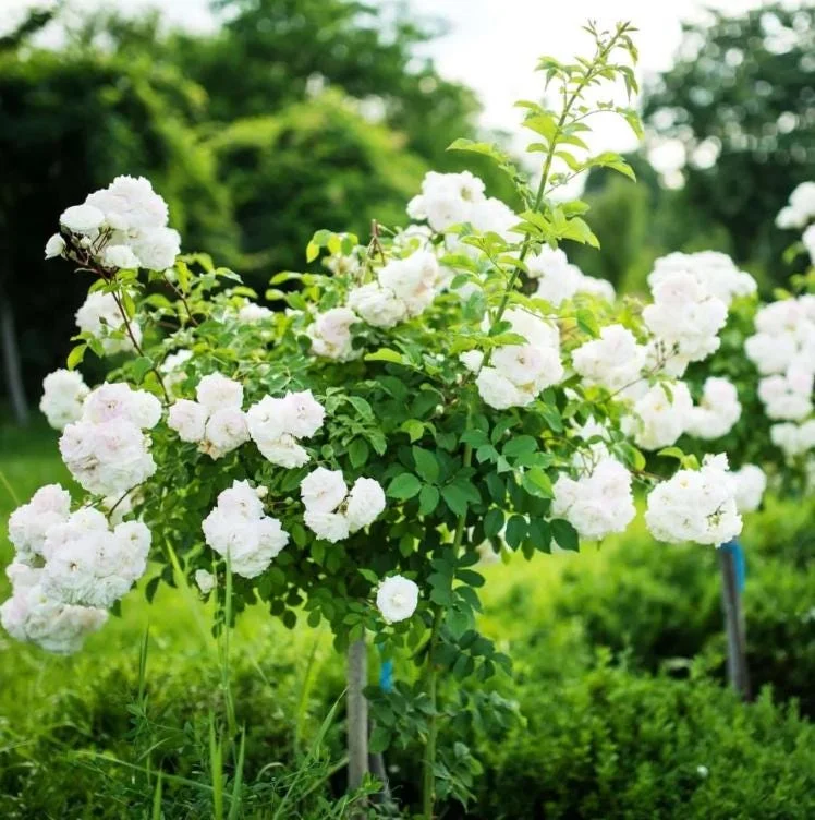 Iceberg Bush Rose Plant Live – White Floribunda for Outdoor Garden 4-7 Inch Tall Iceberg Bush Rose Plant Live – White Floribunda for Outdoor Garden 4-7 Inch Tall - Image 5