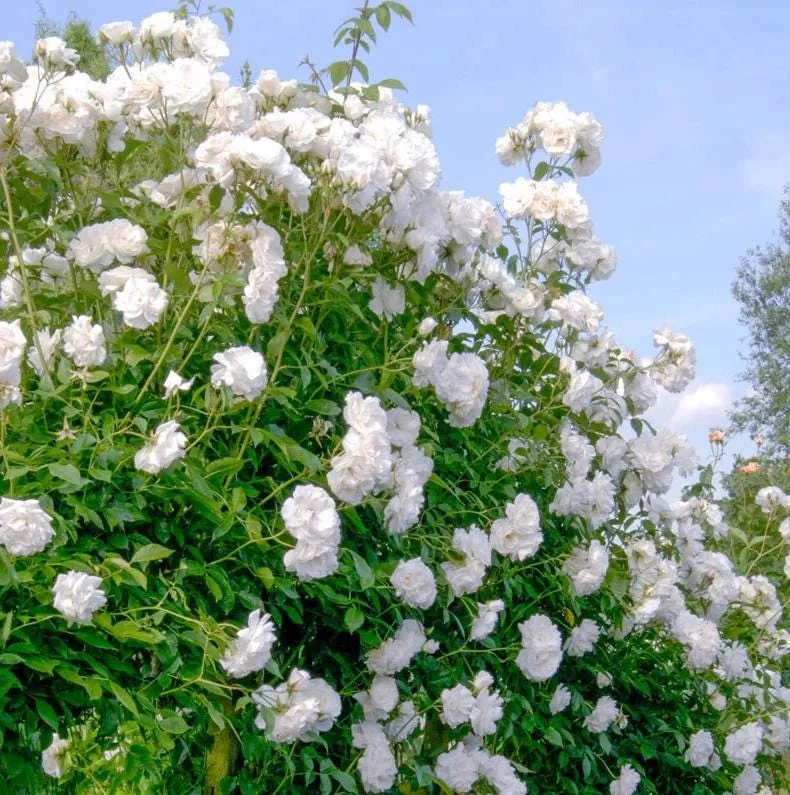 Iceberg Bush Rose Plant Live – White Floribunda for Outdoor Garden 4-7 Inch Tall Iceberg Bush Rose Plant Live – White Floribunda for Outdoor Garden 4-7 Inch Tall - Image 6