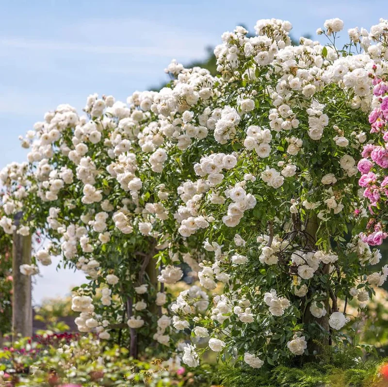Iceberg Bush Rose Plant Live – White Floribunda for Outdoor Garden 4-7 Inch Tall Iceberg Bush Rose Plant Live – White Floribunda for Outdoor Garden 4-7 Inch Tall - Image 1