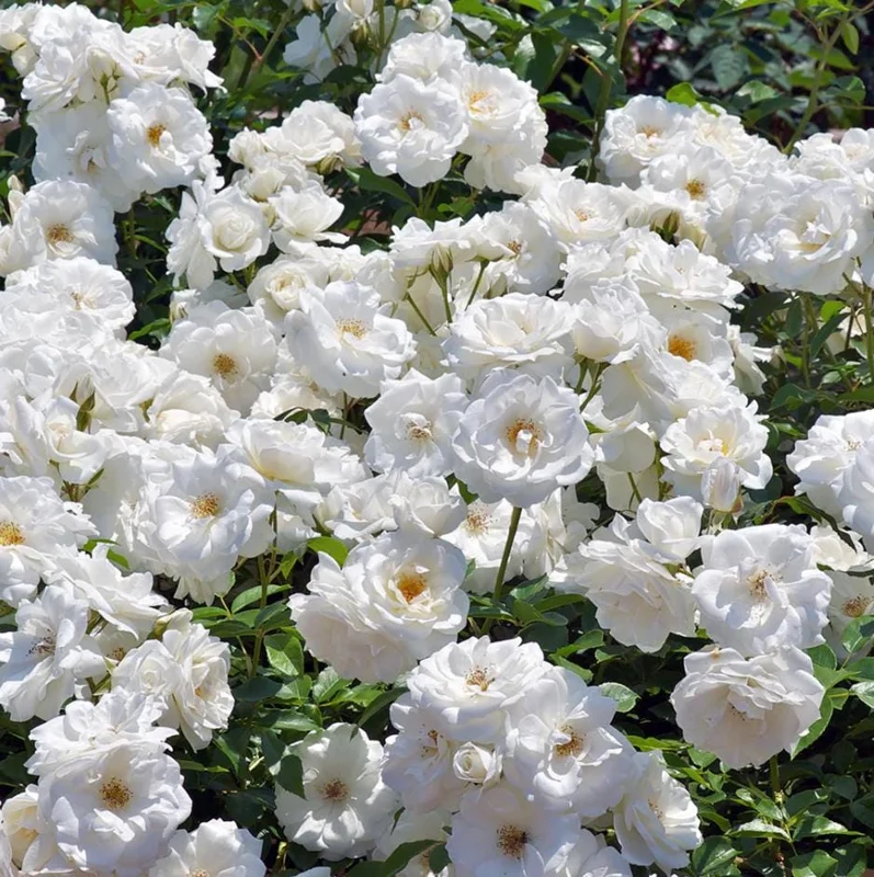 Iceberg Bush Rose Plant Live – White Floribunda for Outdoor Garden 4-7 Inch Tall Iceberg Bush Rose Plant Live – White Floribunda for Outdoor Garden 4-7 Inch Tall - Image 8