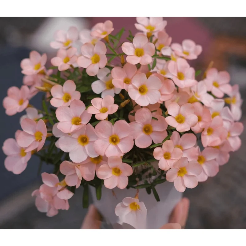 Icing Oxalis Live Plant – 4 inch Pot Starter – Indoor & Outdoor - Image 2