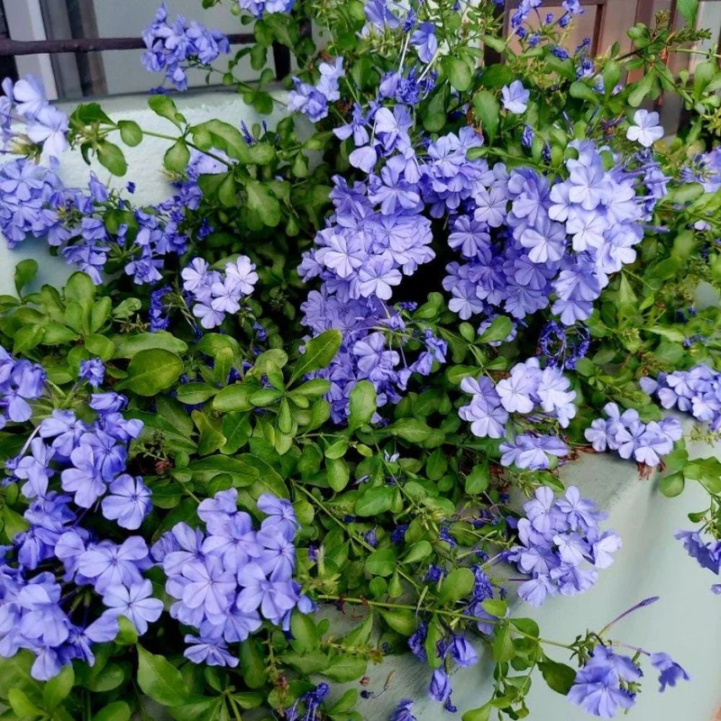 Imperial Blue Plumbago Live Plant, 2 Pack, 4-8 Inches Tall, Perennial Flowers for Outdoor Gardens - Image 2