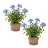 Imperial Blue Plumbago Live Plant, 2 Pack, 4-8 Inches Tall, Perennial Flowers for Outdoor Gardens - Image 1