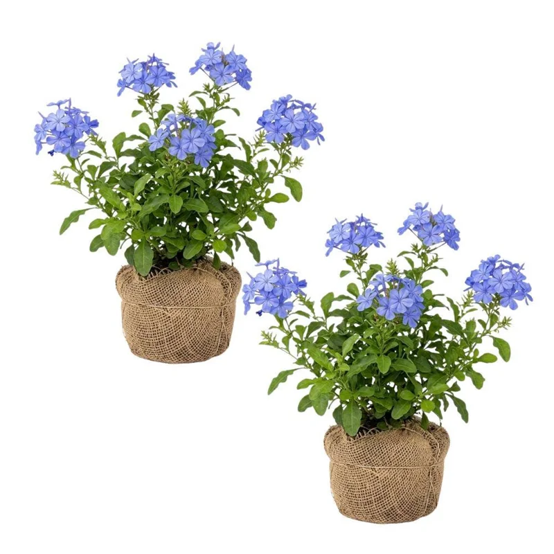 Imperial Blue Plumbago Live Plant, 2 Pack, 4-8 Inches Tall, Perennial Flowers for Outdoor Gardens - Image 1
