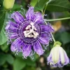 Incarnata Passion Flower Live Plant - Purple Fringed Blooms, 4-6 Inch Tall Vine - Image 1
