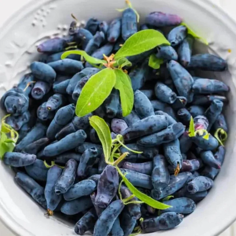 Indigo Honeyberry Live Plant, 6-12 Inch Tall, Blue Honeysuckle Berry Shrub for Outdoor Indigo Honeyberry Live Plant, 6-12 Inch Tall, Blue Honeysuckle Berry Shrub for Outdoor - Image 1