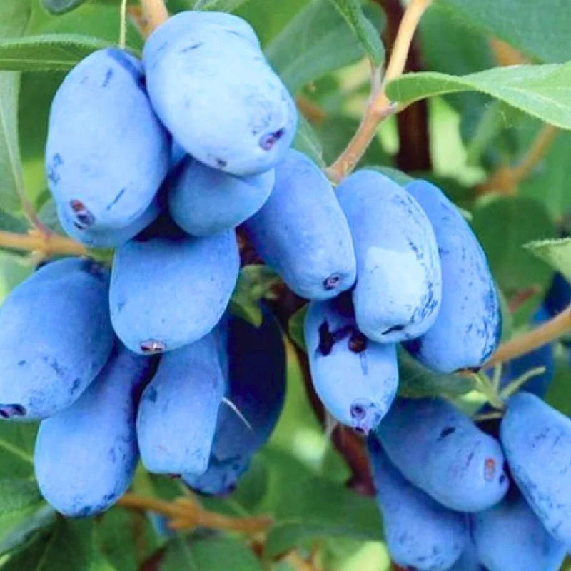 Indigo Honeyberry Live Plant, 6-12 Inch Tall, Blue Honeysuckle Berry Shrub for Outdoor Indigo Honeyberry Live Plant, 6-12 Inch Tall, Blue Honeysuckle Berry Shrub for Outdoor - Image 2