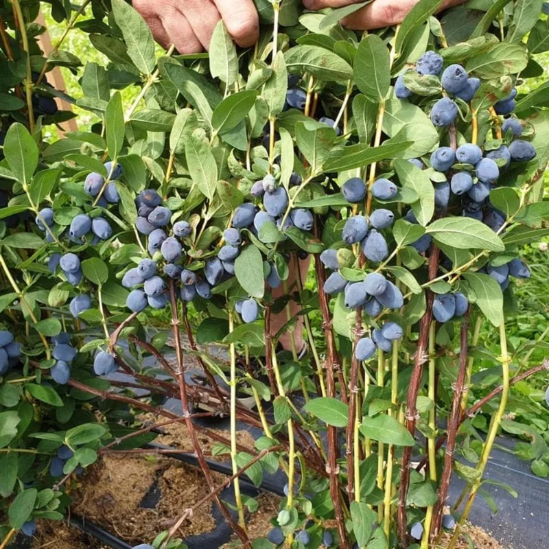 Indigo Honeyberry Live Plant, 6-12 Inch Tall, Blue Honeysuckle Berry Shrub for Outdoor Indigo Honeyberry Live Plant, 6-12 Inch Tall, Blue Honeysuckle Berry Shrub for Outdoor - Image 3