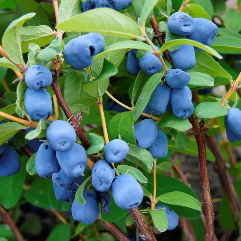 Indigo Honeyberry Live Plant, 6-12 Inch Tall, Blue Honeysuckle Berry Shrub for Outdoor Indigo Honeyberry Live Plant, 6-12 Inch Tall, Blue Honeysuckle Berry Shrub for Outdoor - Image 4