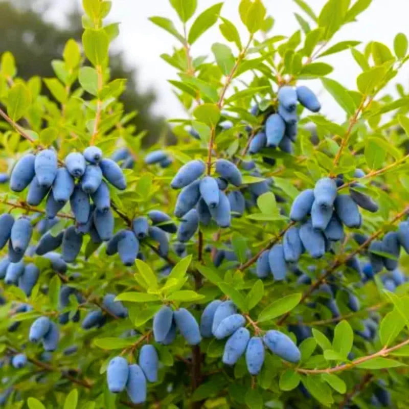 Indigo Honeyberry Live Plant, 6-12 Inch Tall, Blue Honeysuckle Berry Shrub for Outdoor Indigo Honeyberry Live Plant, 6-12 Inch Tall, Blue Honeysuckle Berry Shrub for Outdoor - Image 5