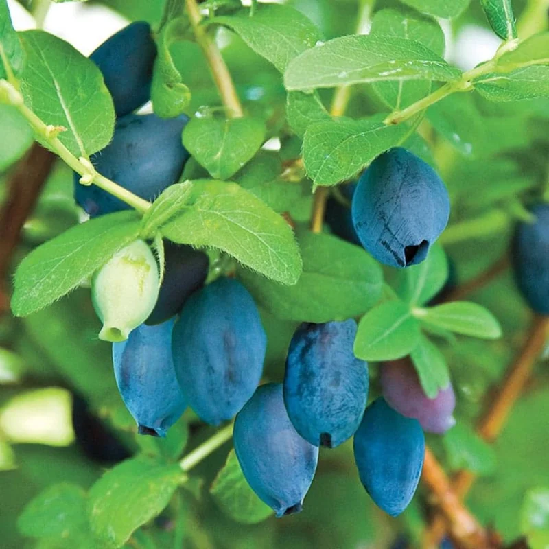 Indigo Honeyberry Live Plant, 6-12 Inch Tall, Blue Honeysuckle Berry Shrub for Outdoor Indigo Honeyberry Live Plant, 6-12 Inch Tall, Blue Honeysuckle Berry Shrub for Outdoor - Image 6