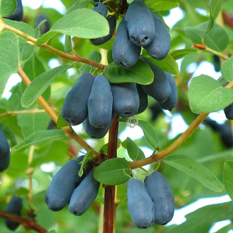 Indigo Honeyberry Live Plant, 6-12 Inch Tall, Blue Honeysuckle Berry Shrub for Outdoor Indigo Honeyberry Live Plant, 6-12 Inch Tall, Blue Honeysuckle Berry Shrub for Outdoor - Image 7