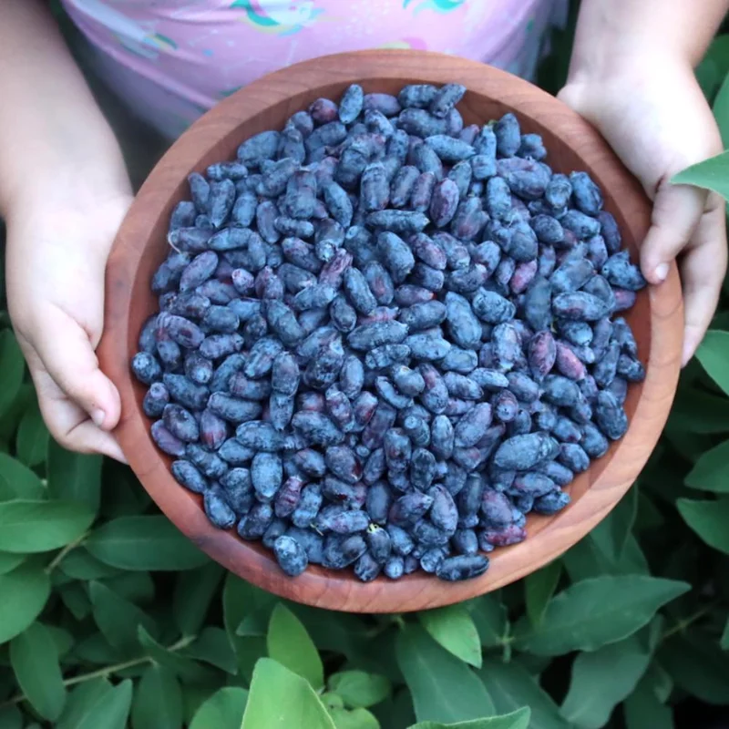 Indigo Honeyberry Live Plant, 6-12 Inch Tall, Blue Honeysuckle Berry Shrub for Outdoor Indigo Honeyberry Live Plant, 6-12 Inch Tall, Blue Honeysuckle Berry Shrub for Outdoor - Image 8