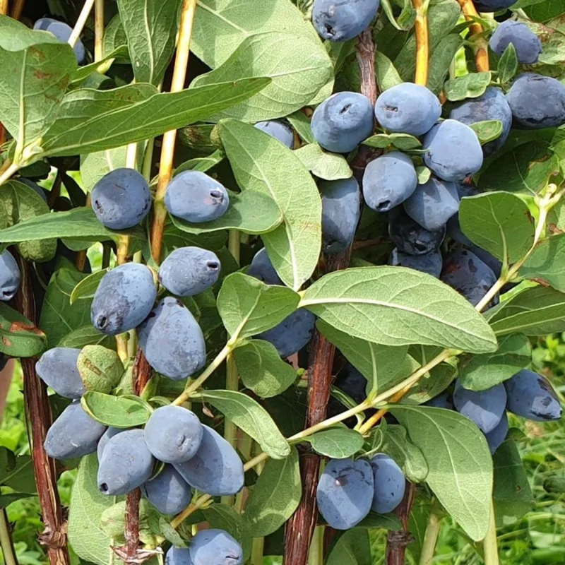 Indigo Honeyberry Live Plant, 6-12 Inch Tall, Blue Honeysuckle Berry Shrub for Outdoor Indigo Honeyberry Live Plant, 6-12 Inch Tall, Blue Honeysuckle Berry Shrub for Outdoor - Image 9