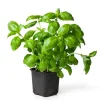 Italian Basil Plant, 4 Inch Pot Live Sweet Basil Herb, Large Leaf Herbs - Image 1