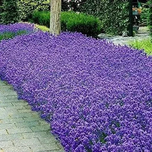 Italian Lavender Seeds - 150+ Heirloom Non-GMO Perennial Herb Seeds Italian Lavender Seeds - 150+ Heirloom Non-GMO Perennial Herb Seeds - Image 1
