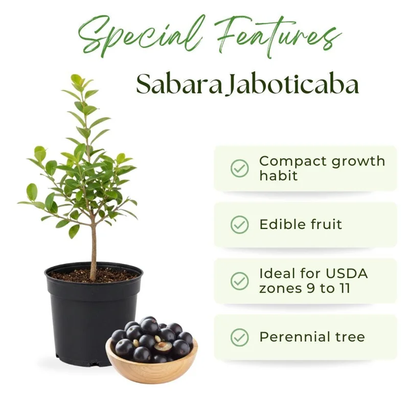 Jaboticaba Live Fruit Tree - Sabara Black Grape Plant, 4-7 inches Tall Jaboticaba Live Fruit Tree - Sabara Black Grape Plant, 4-7 inches Tall - Image 2