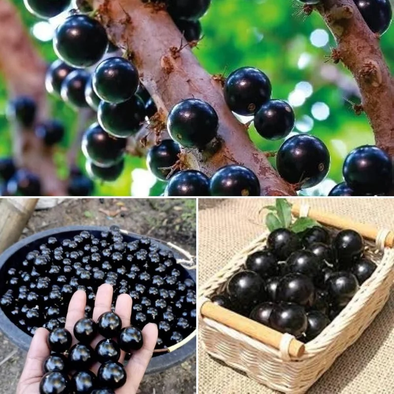 Jaboticaba Live Fruit Tree - Sabara Black Grape Plant, 4-7 inches Tall Jaboticaba Live Fruit Tree - Sabara Black Grape Plant, 4-7 inches Tall - Image 3