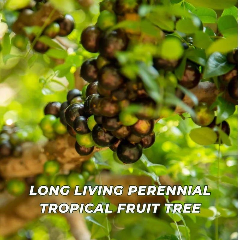 Jaboticaba Live Fruit Tree - Sabara Black Grape Plant, 4-7 inches Tall Jaboticaba Live Fruit Tree - Sabara Black Grape Plant, 4-7 inches Tall - Image 4