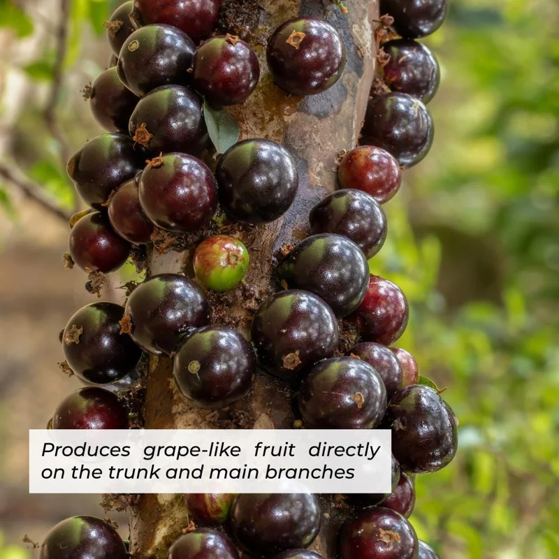 Jaboticaba Live Fruit Tree - Sabara Black Grape Plant, 4-7 inches Tall Jaboticaba Live Fruit Tree - Sabara Black Grape Plant, 4-7 inches Tall - Image 5