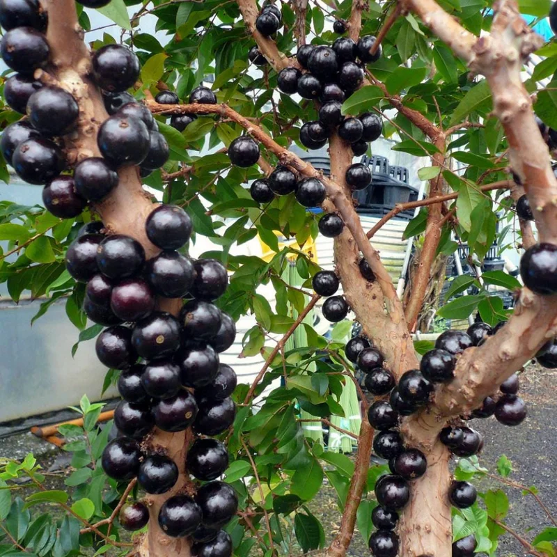 Jaboticaba Live Fruit Tree - Sabara Black Grape Plant, 4-7 inches Tall Jaboticaba Live Fruit Tree - Sabara Black Grape Plant, 4-7 inches Tall - Image 6