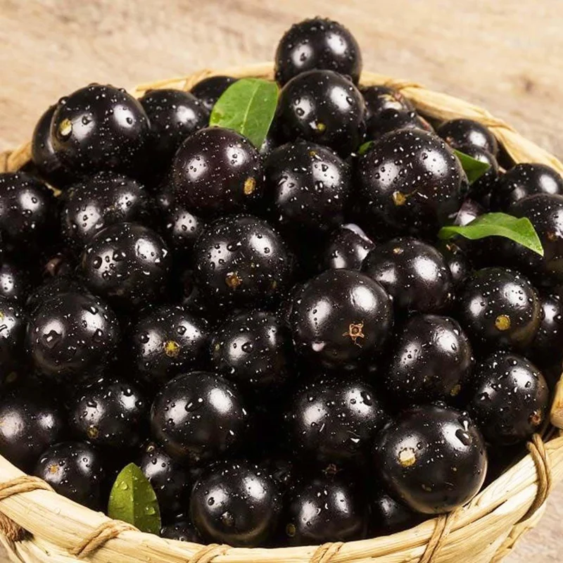 Jaboticaba Live Fruit Tree - Sabara Black Grape Plant, 4-7 inches Tall Jaboticaba Live Fruit Tree - Sabara Black Grape Plant, 4-7 inches Tall - Image 7