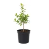 Jaboticaba Live Fruit Tree - Sabara Black Grape Plant, 4-7 inches Tall - Image 1