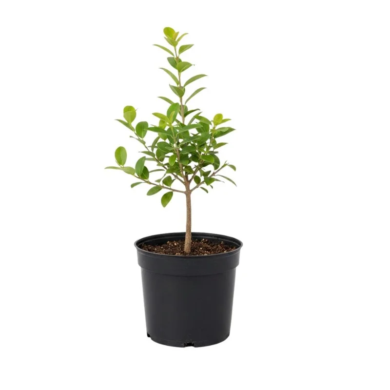 Jaboticaba Live Fruit Tree - Sabara Black Grape Plant, 4-7 inches Tall Jaboticaba Live Fruit Tree - Sabara Black Grape Plant, 4-7 inches Tall - Image 1