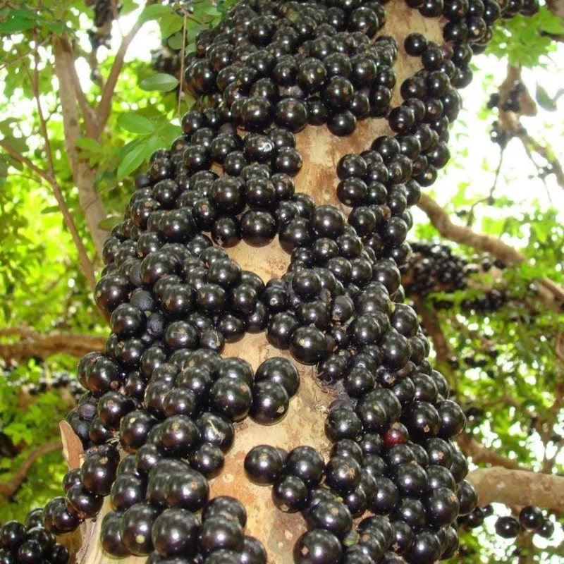 Jaboticaba Tree Live Plant 6-12 Inch Tall - Brazilian Grape Fruit Tree Outdoor - Image 2