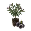 Jaboticaba Tree Live Plant 6-12 Inch Tall - Brazilian Grape Fruit Tree Outdoor - Image 1