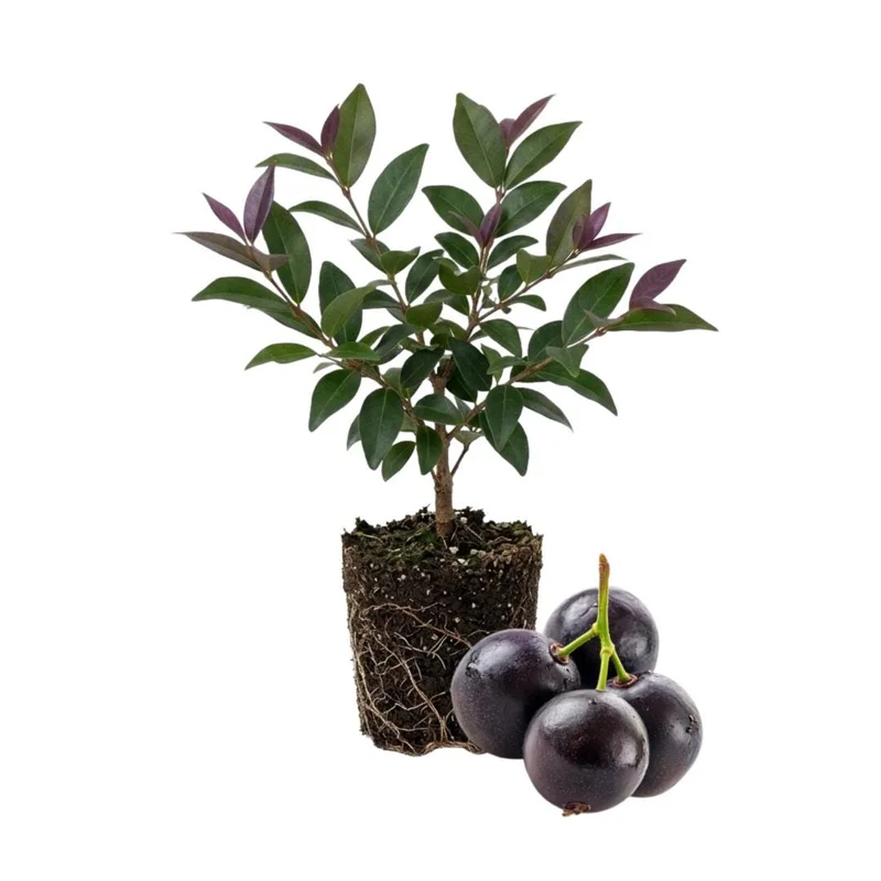 Jaboticaba Tree Live Plant 6-12 Inch Tall - Brazilian Grape Fruit Tree Outdoor - Image 1