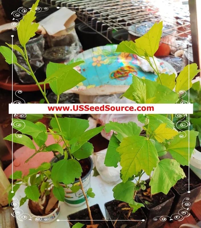 Jacaranda Mimosifolia Bonsai Tree Seeds - Blue Flamboyant - 10 Seeds Jacaranda Mimosifolia Bonsai Tree Seeds - Blue Flamboyant - 10 Seeds - Image 3