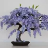 Jacaranda Mimosifolia Bonsai Tree Seeds - Blue Flamboyant - 10 Seeds Jacaranda Mimosifolia Bonsai Tree Seeds - Blue Flamboyant - 10 Seeds - Image 1