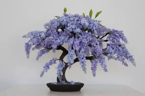 Jacaranda Mimosifolia Bonsai Tree Seeds - Blue Flamboyant - 10 Seeds Jacaranda Mimosifolia Bonsai Tree Seeds - Blue Flamboyant - 10 Seeds - Image 1