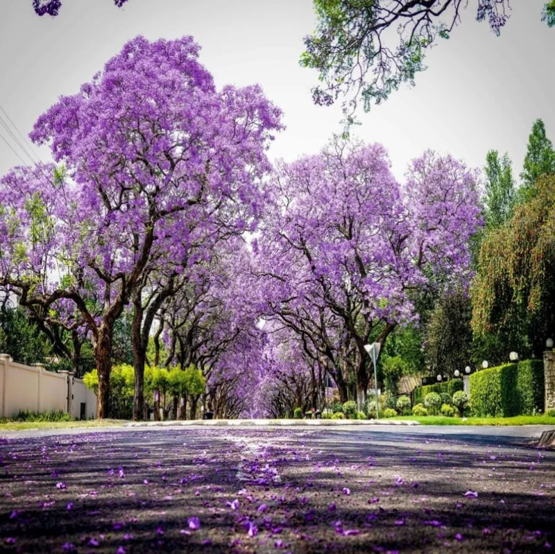 Jacaranda Mimosifolia Live Tree – 6-10 Inch Tall in 3 Inch Pot – Blue Purple Flowers Jacaranda Mimosifolia Live Tree – 6-10 Inch Tall in 3 Inch Pot – Blue Purple Flowers - Image 10