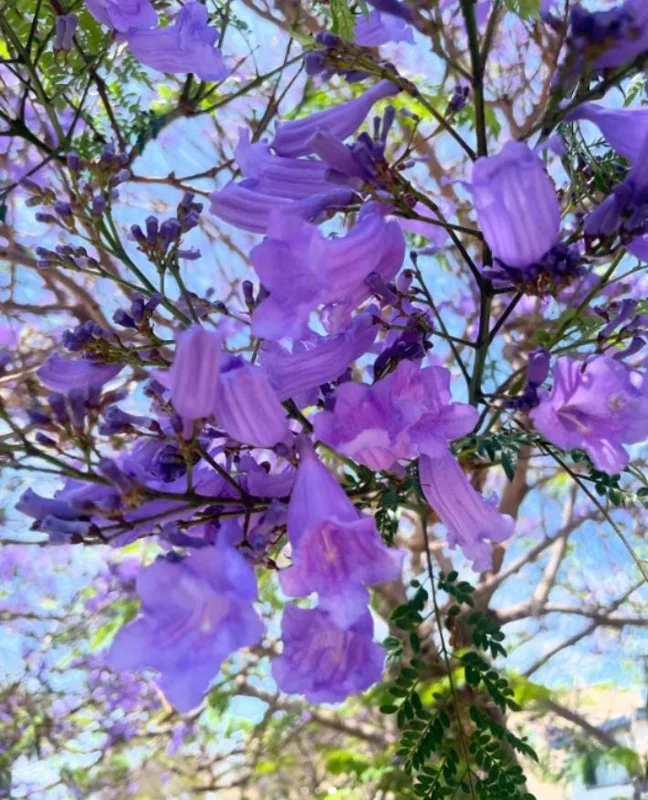 Jacaranda Mimosifolia Live Tree – 6-10 Inch Tall in 3 Inch Pot – Blue Purple Flowers Jacaranda Mimosifolia Live Tree – 6-10 Inch Tall in 3 Inch Pot – Blue Purple Flowers - Image 2
