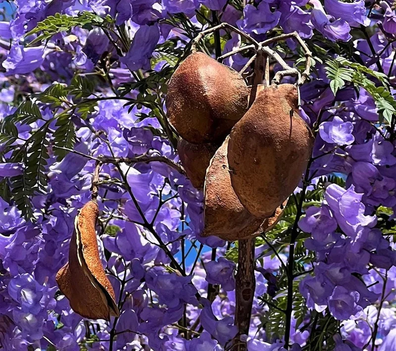 Jacaranda Mimosifolia Live Tree – 6-10 Inch Tall in 3 Inch Pot – Blue Purple Flowers Jacaranda Mimosifolia Live Tree – 6-10 Inch Tall in 3 Inch Pot – Blue Purple Flowers - Image 3