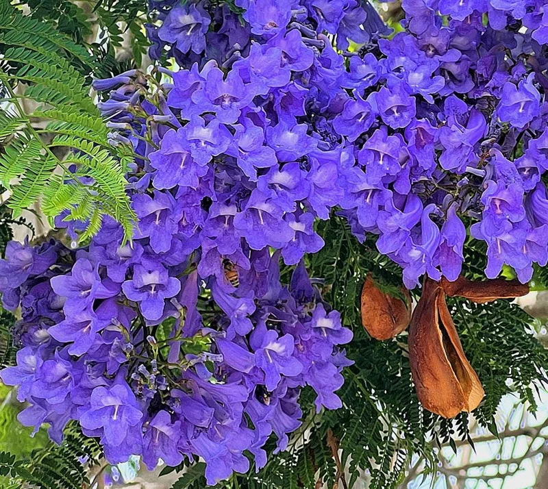 Jacaranda Mimosifolia Live Tree – 6-10 Inch Tall in 3 Inch Pot – Blue Purple Flowers Jacaranda Mimosifolia Live Tree – 6-10 Inch Tall in 3 Inch Pot – Blue Purple Flowers - Image 4