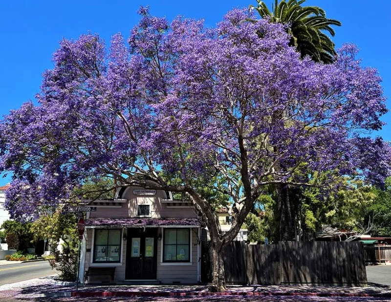 Jacaranda Mimosifolia Live Tree – 6-10 Inch Tall in 3 Inch Pot – Blue Purple Flowers Jacaranda Mimosifolia Live Tree – 6-10 Inch Tall in 3 Inch Pot – Blue Purple Flowers - Image 5