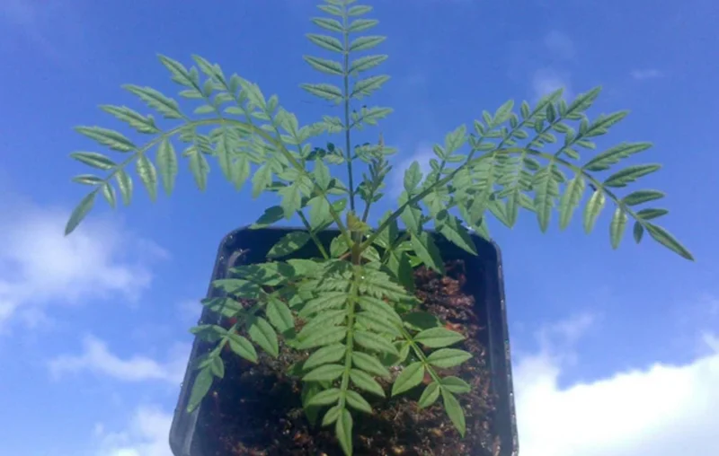 Jacaranda Mimosifolia Live Tree – 6-10 Inch Tall in 3 Inch Pot – Blue Purple Flowers Jacaranda Mimosifolia Live Tree – 6-10 Inch Tall in 3 Inch Pot – Blue Purple Flowers - Image 7