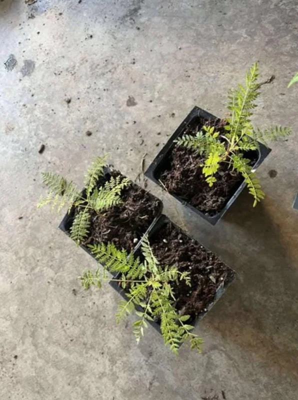 Jacaranda Mimosifolia Live Tree – 6-10 Inch Tall in 3 Inch Pot – Blue Purple Flowers Jacaranda Mimosifolia Live Tree – 6-10 Inch Tall in 3 Inch Pot – Blue Purple Flowers - Image 8