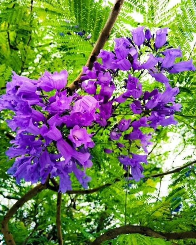 Jacaranda Mimosifolia Live Tree – 6-10 Inch Tall in 3 Inch Pot – Blue Purple Flowers Jacaranda Mimosifolia Live Tree – 6-10 Inch Tall in 3 Inch Pot – Blue Purple Flowers - Image 9