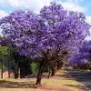 Jacaranda Mimosifolia Live Tree - Set of 3, 6-10 Inch Tall, Blue-Purple Flowers - Image 1
