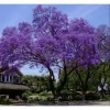 Jacaranda Tree Live Plant - Blue/Purple Blooms, 6-12 Inch Tall, Outdoor Jacaranda Tree Live Plant - Blue/Purple Blooms, 6-12 Inch Tall, Outdoor - Image 1
