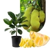 Jackfruit Live Plant 8-15 Inch Tall – Sweet Tropical Fruit Tree Indoor/Outdoor Jackfruit Live Plant 8-15 Inch Tall – Sweet Tropical Fruit Tree Indoor/Outdoor - Image 1