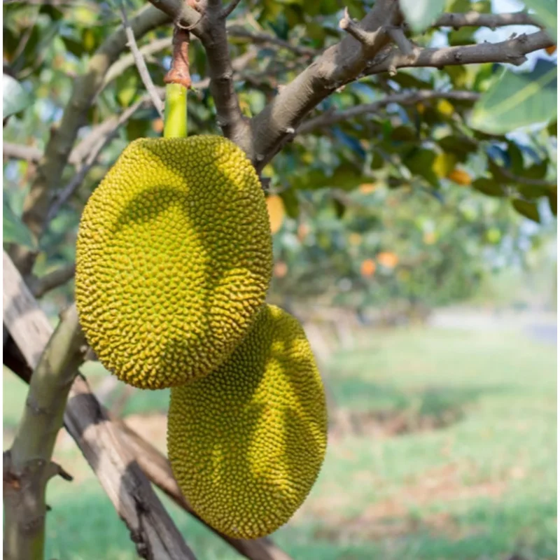 Jackfruit Live Plant – Sweet Jackfruit Tree – 6-8 Inches Tall in 4 Inch Pot for Outdoor Growing Jackfruit Live Plant – Sweet Jackfruit Tree – 6-8 Inches Tall in 4 Inch Pot for Outdoor Growing - Image 2
