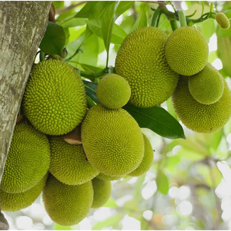 Jackfruit Live Plant – Sweet Jackfruit Tree – 6-8 Inches Tall in 4 Inch Pot for Outdoor Growing Jackfruit Live Plant – Sweet Jackfruit Tree – 6-8 Inches Tall in 4 Inch Pot for Outdoor Growing - Image 3