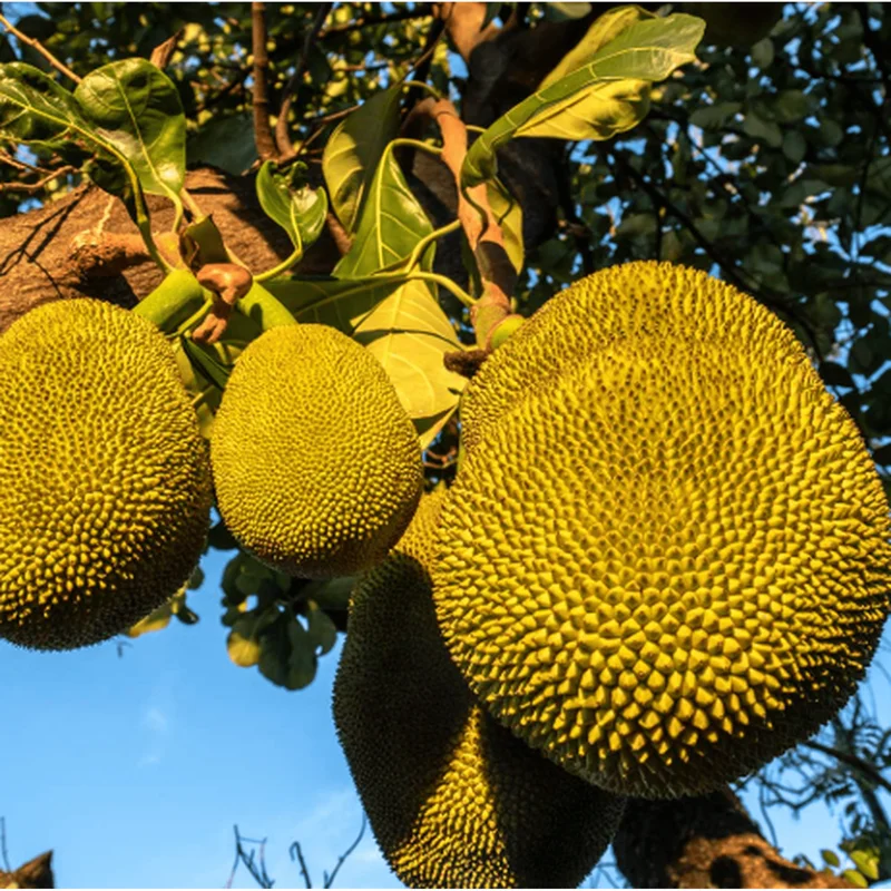 Jackfruit Live Plant – Sweet Jackfruit Tree – 6-8 Inches Tall in 4 Inch Pot for Outdoor Growing Jackfruit Live Plant – Sweet Jackfruit Tree – 6-8 Inches Tall in 4 Inch Pot for Outdoor Growing - Image 4