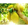 Jackfruit Live Plant – Sweet Jackfruit Tree – 6-8 Inches Tall in 4 Inch Pot for Outdoor Growing Jackfruit Live Plant – Sweet Jackfruit Tree – 6-8 Inches Tall in 4 Inch Pot for Outdoor Growing - Image 1