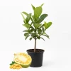 Jackfruit Live Plant – Sweet Tropical Fruit Tree – 6-8 Inches Tall – Indoor/Outdoor - Image 1